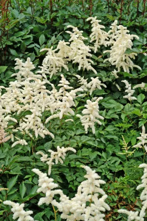 Astilbe Deutschland #1