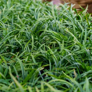 Big Blue Lilyturf