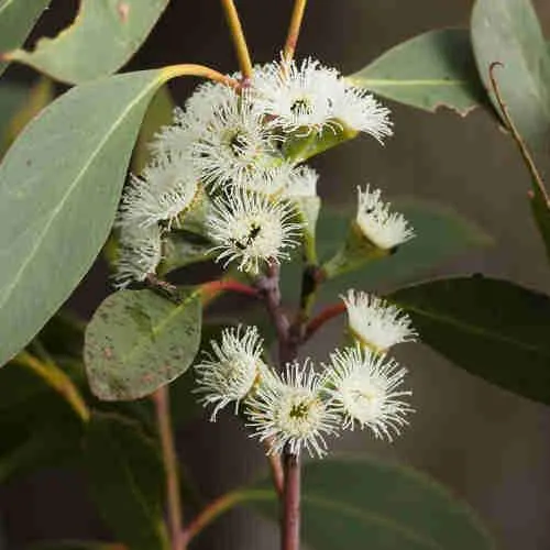 Eucalyptus pauciflora debeuzevillei