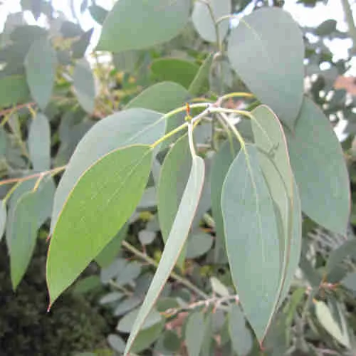 Eucalyptus pauciflora debeuzevillei