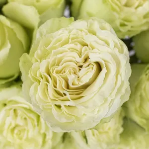 Green Limeade Rose