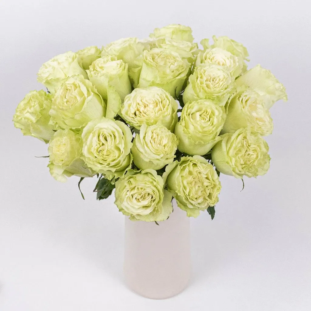 Green Limeade Rose