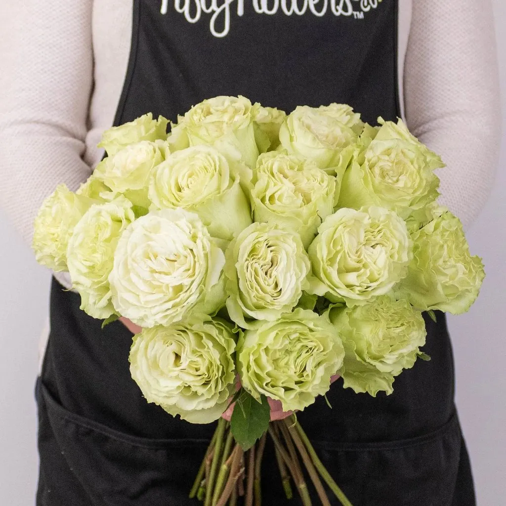 Green Limeade Rose