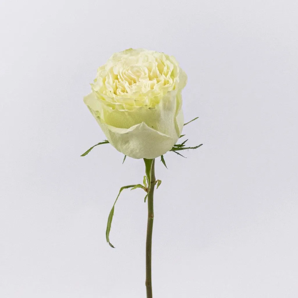 Green Limeade Rose
